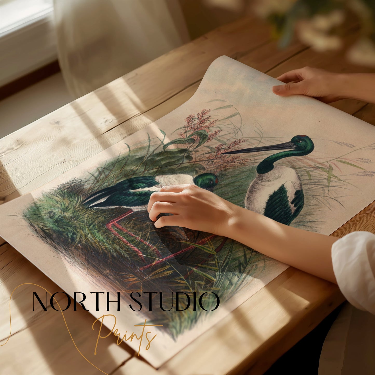 Premium Poster of Beautiful Stork Birds in Natural Habitat Artwork Posters
