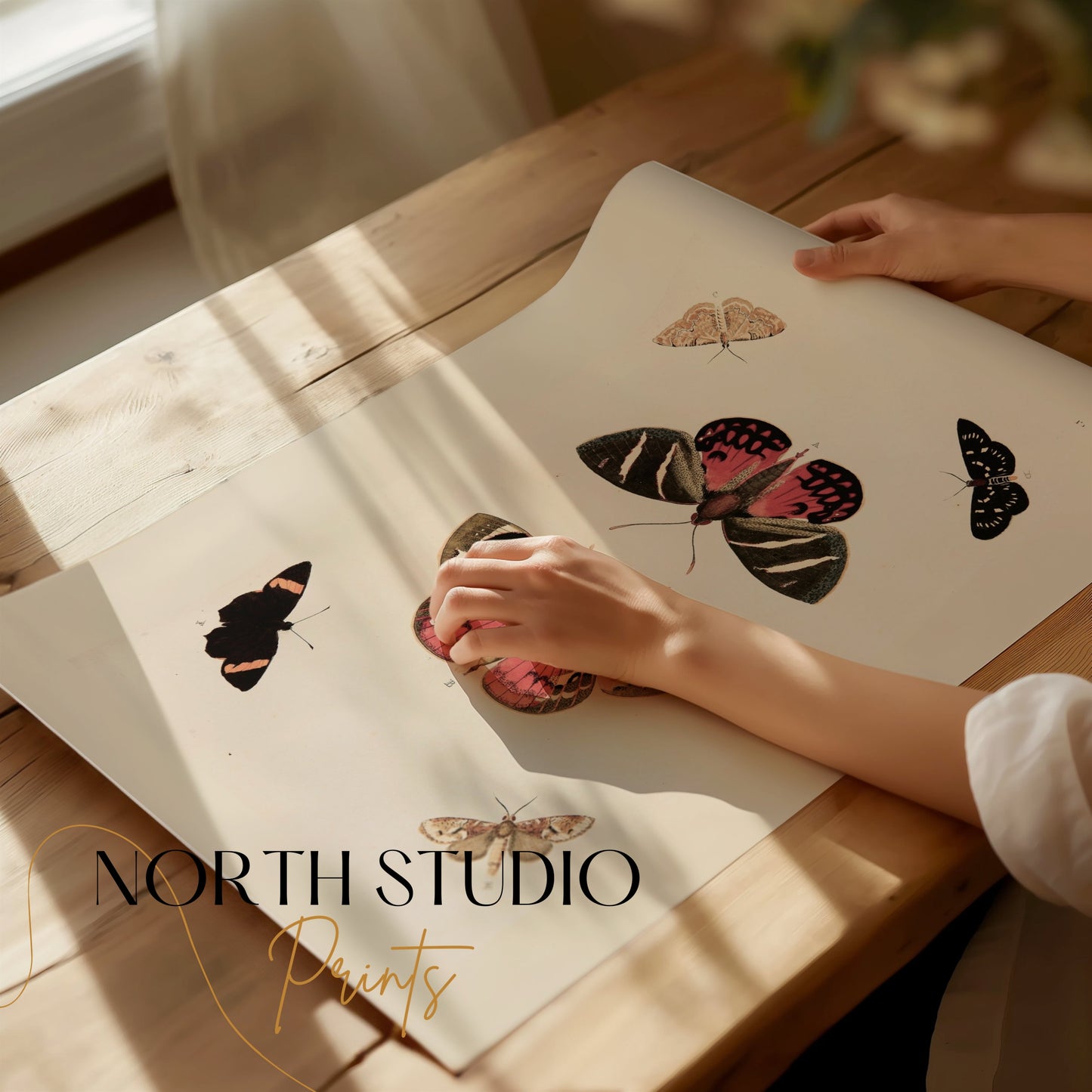 Premium Poster of Beautiful Vintage Butterfly Illustration Art Posters