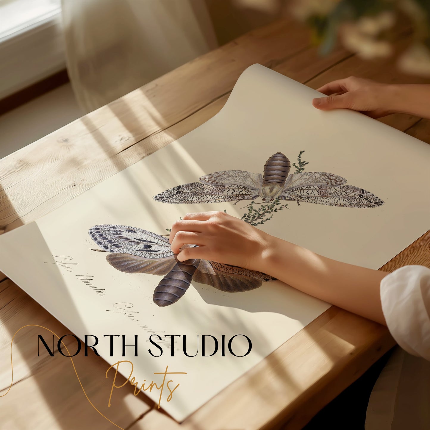 Premium Poster of Exquisite Vintage Style Moth Insect Wall Art Posters