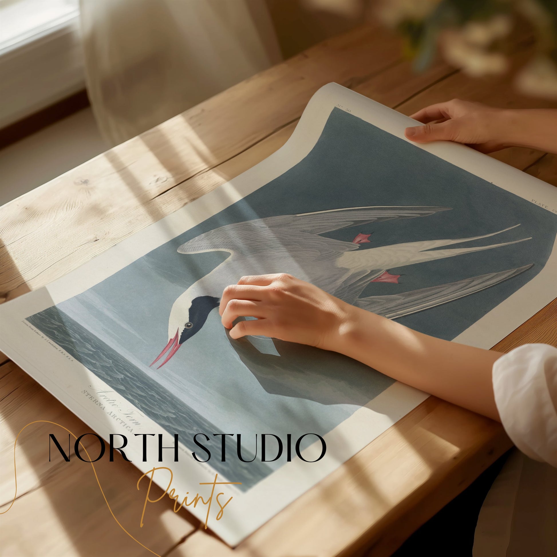 Premium Poster of Arctic Tern Sterna Paradisaea Vintage Style Art Posters