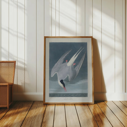 Premium Poster of Arctic Tern Sterna Paradisaea Vintage Style Art Posters