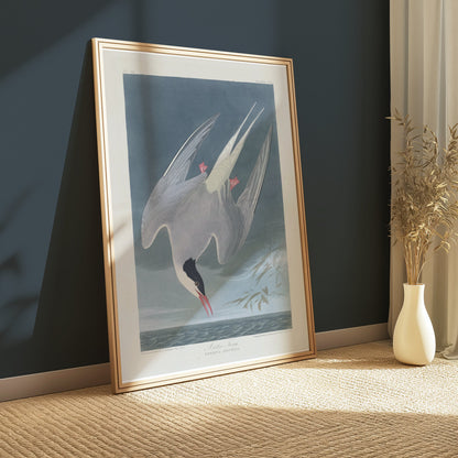 Premium Poster of Arctic Tern Sterna Paradisaea Vintage Style Art Posters