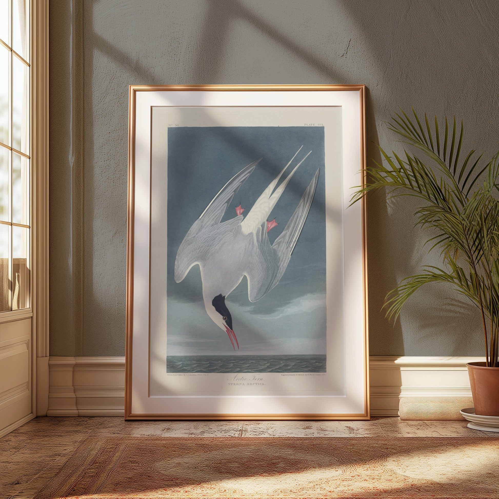 Premium Poster of Arctic Tern Sterna Paradisaea Vintage Style Art Posters