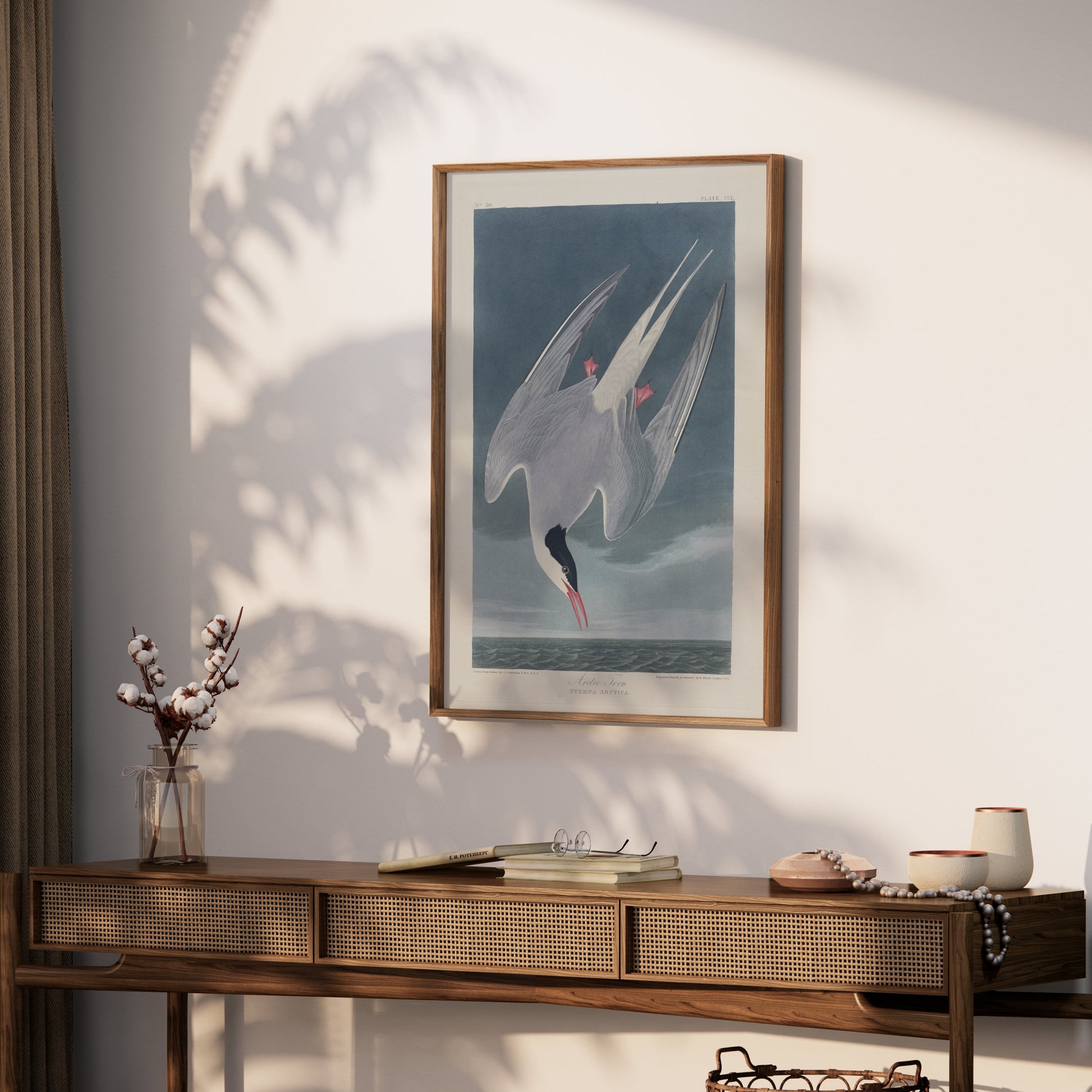 Premium Poster of Arctic Tern Sterna Paradisaea Vintage Style Art Posters