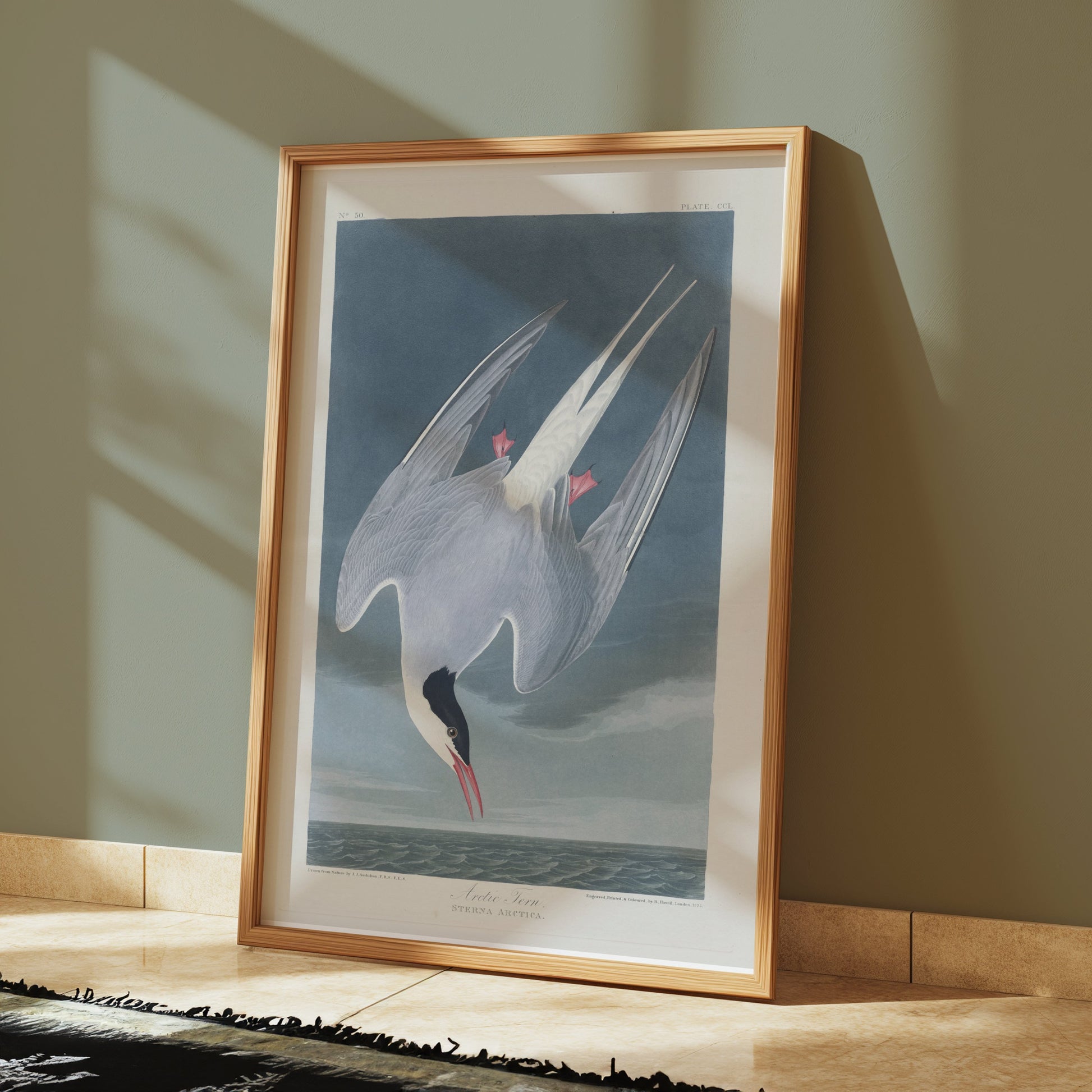 Premium Poster of Arctic Tern Sterna Paradisaea Vintage Style Art Posters
