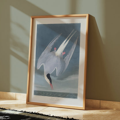 Premium Poster of Arctic Tern Sterna Paradisaea Vintage Style Art Posters