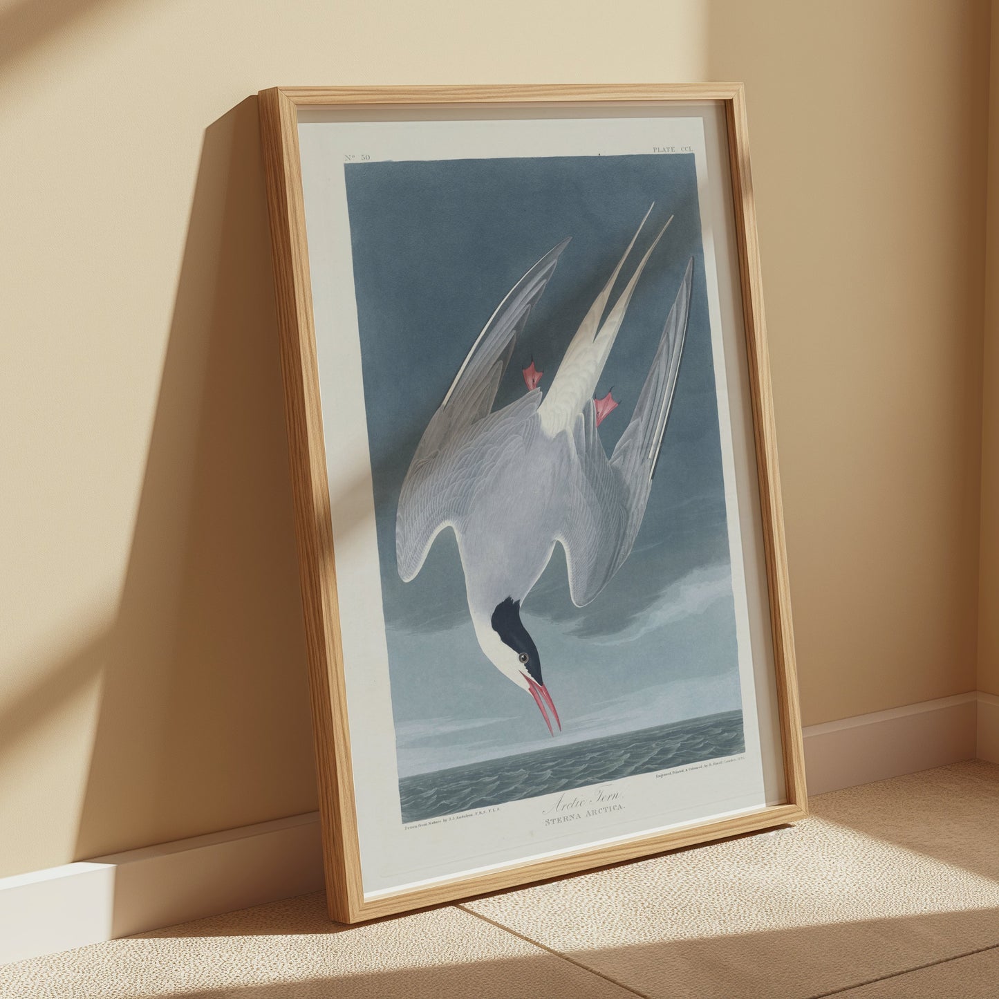 Premium Poster of Arctic Tern Sterna Paradisaea Vintage Style Art Posters