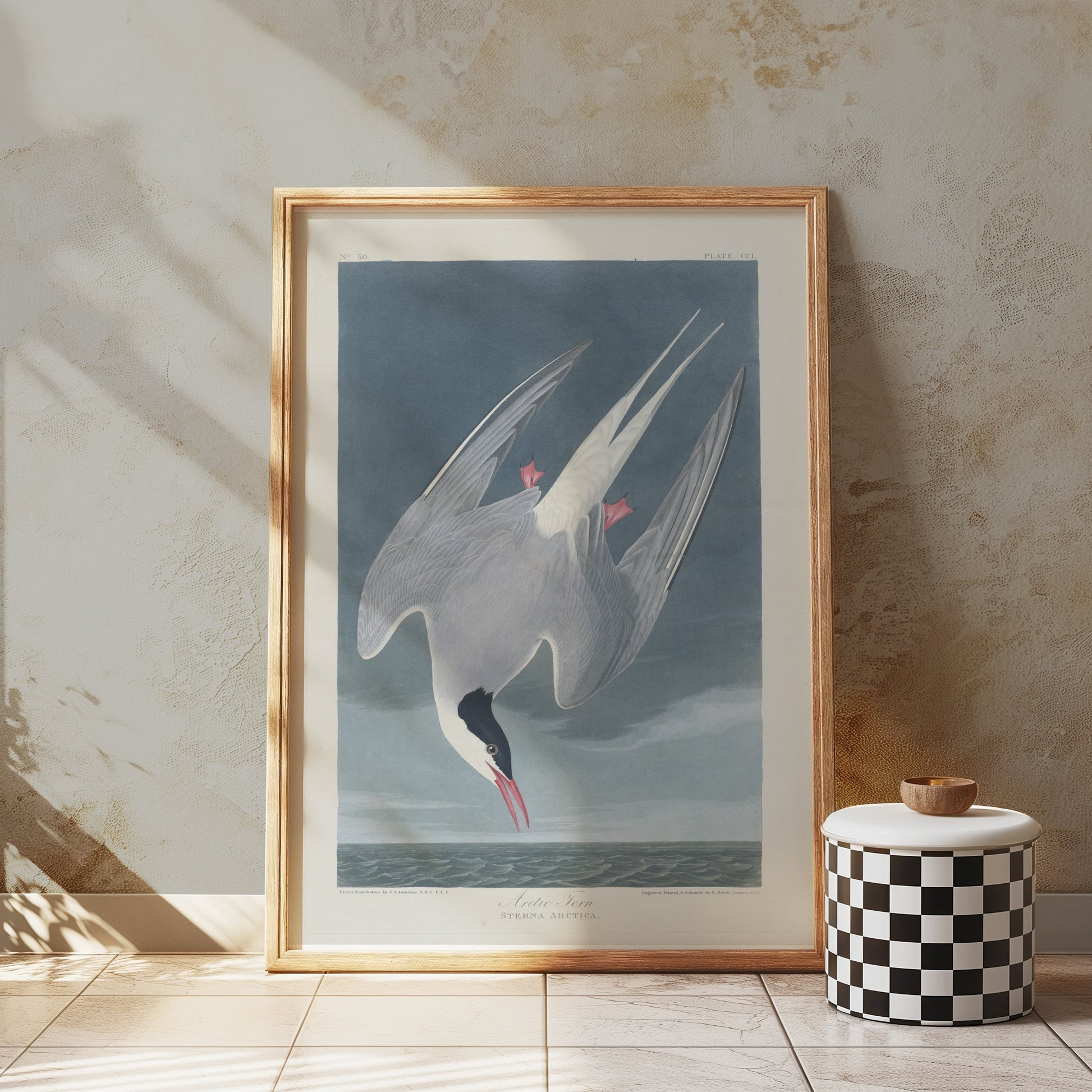 Premium Poster of Arctic Tern Sterna Paradisaea Vintage Style Art Posters