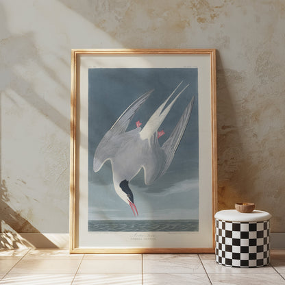 Premium Poster of Arctic Tern Sterna Paradisaea Vintage Style Art Posters