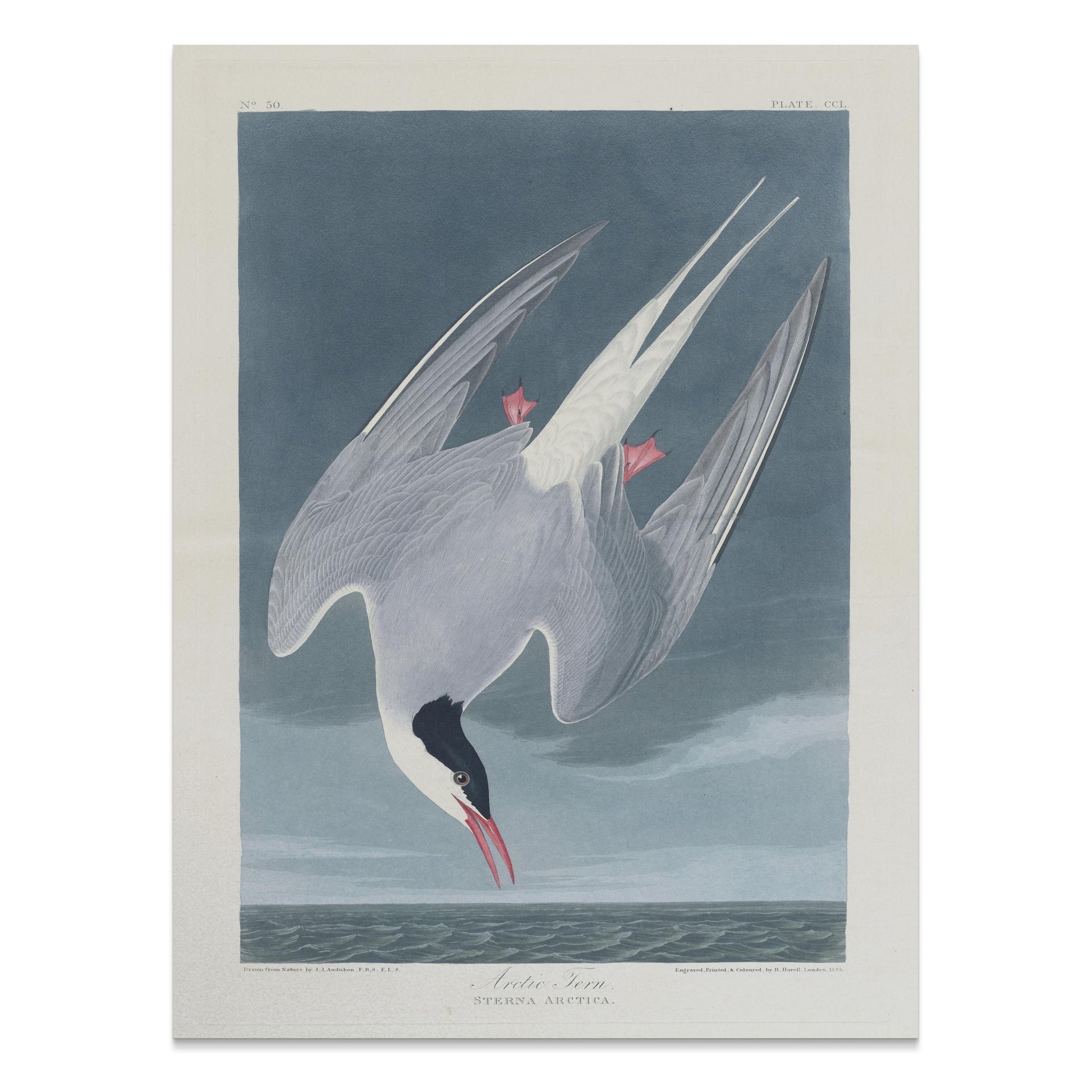 Premium Poster of Arctic Tern Sterna Paradisaea Vintage Style Art Posters