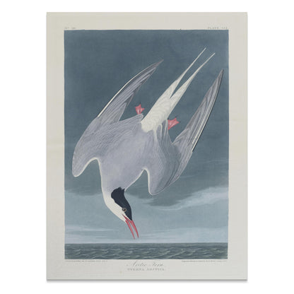 Premium Poster of Arctic Tern Sterna Paradisaea Vintage Style Art Posters