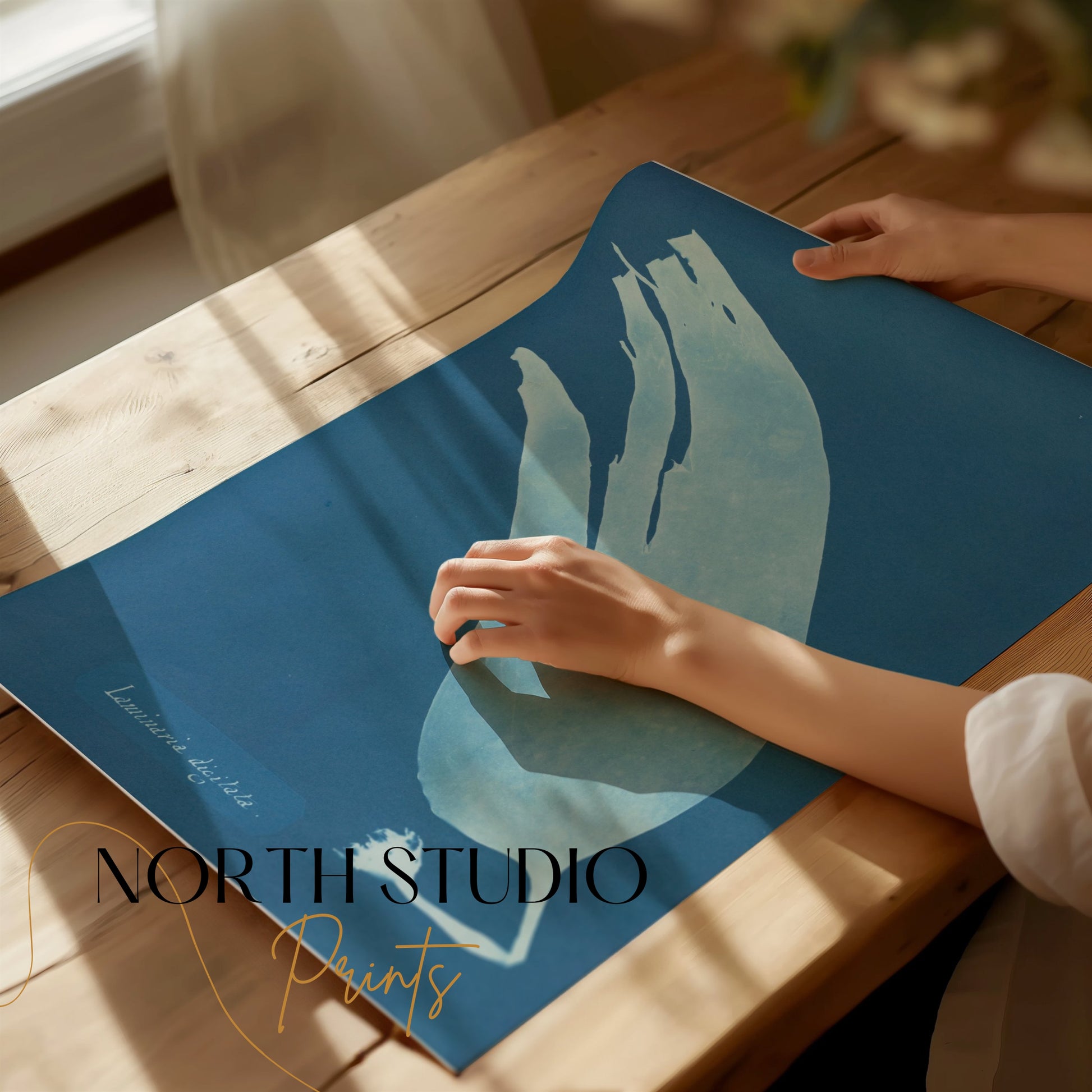 Premium Poster of Artistic Botanical Cyanotype Prints Laminaria Posters