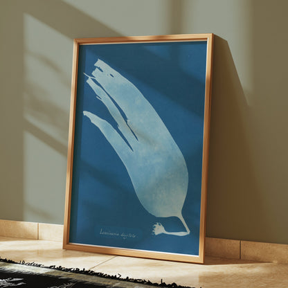 Premium Poster of Artistic Botanical Cyanotype Prints Laminaria Posters