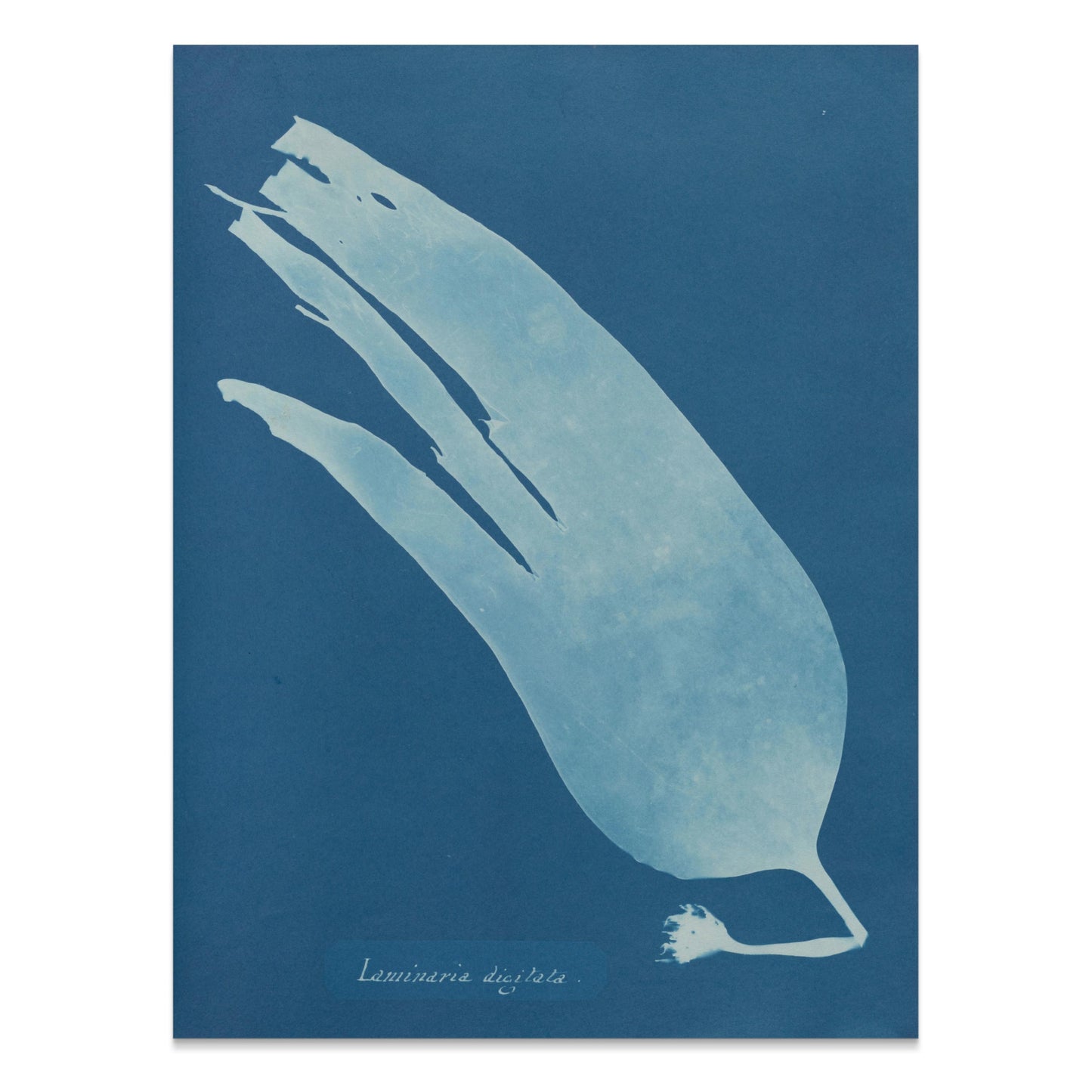 Premium Poster of Artistic Botanical Cyanotype Prints Laminaria Posters