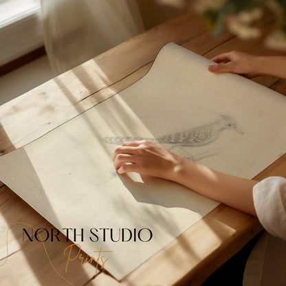 Premium Poster of Beautiful Artistic Sketch of Bird on Branch Posters