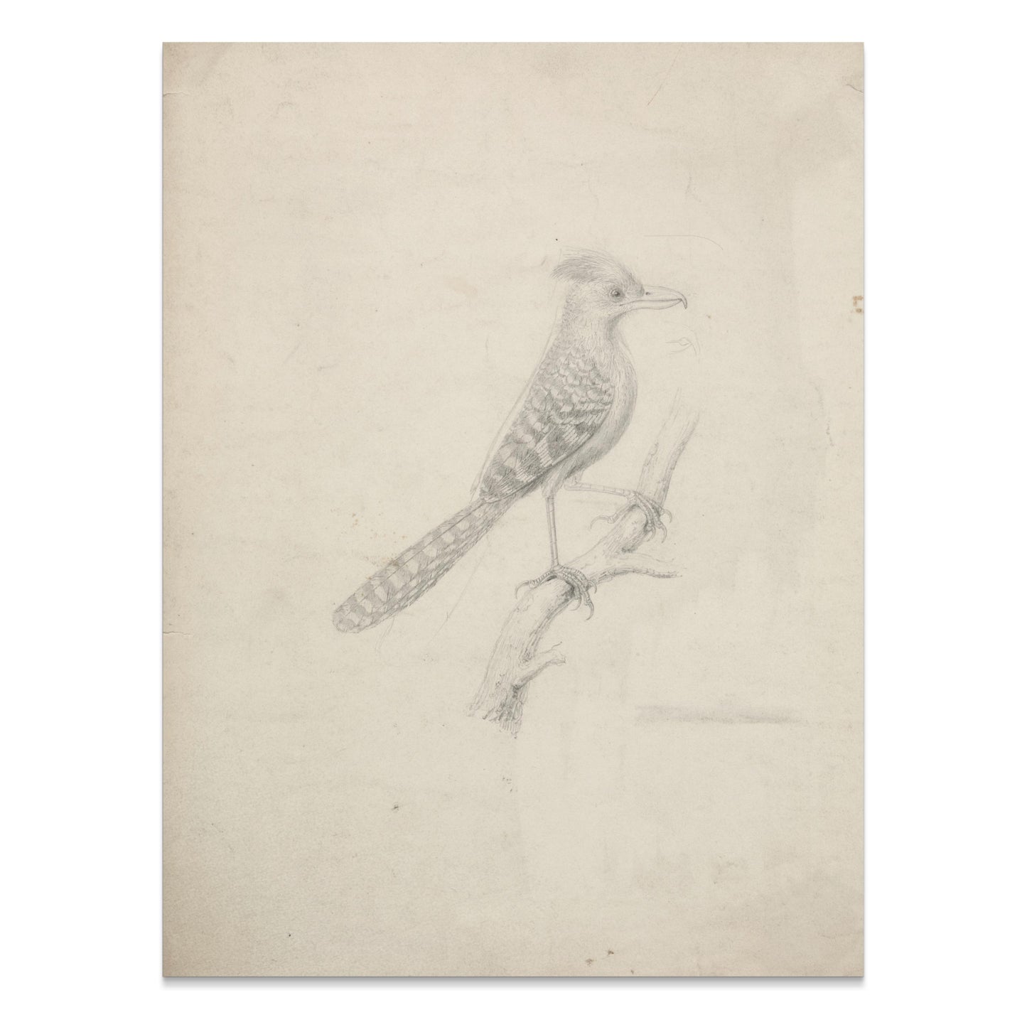 Premium Poster of Beautiful Artistic Sketch of Bird on Branch Posters