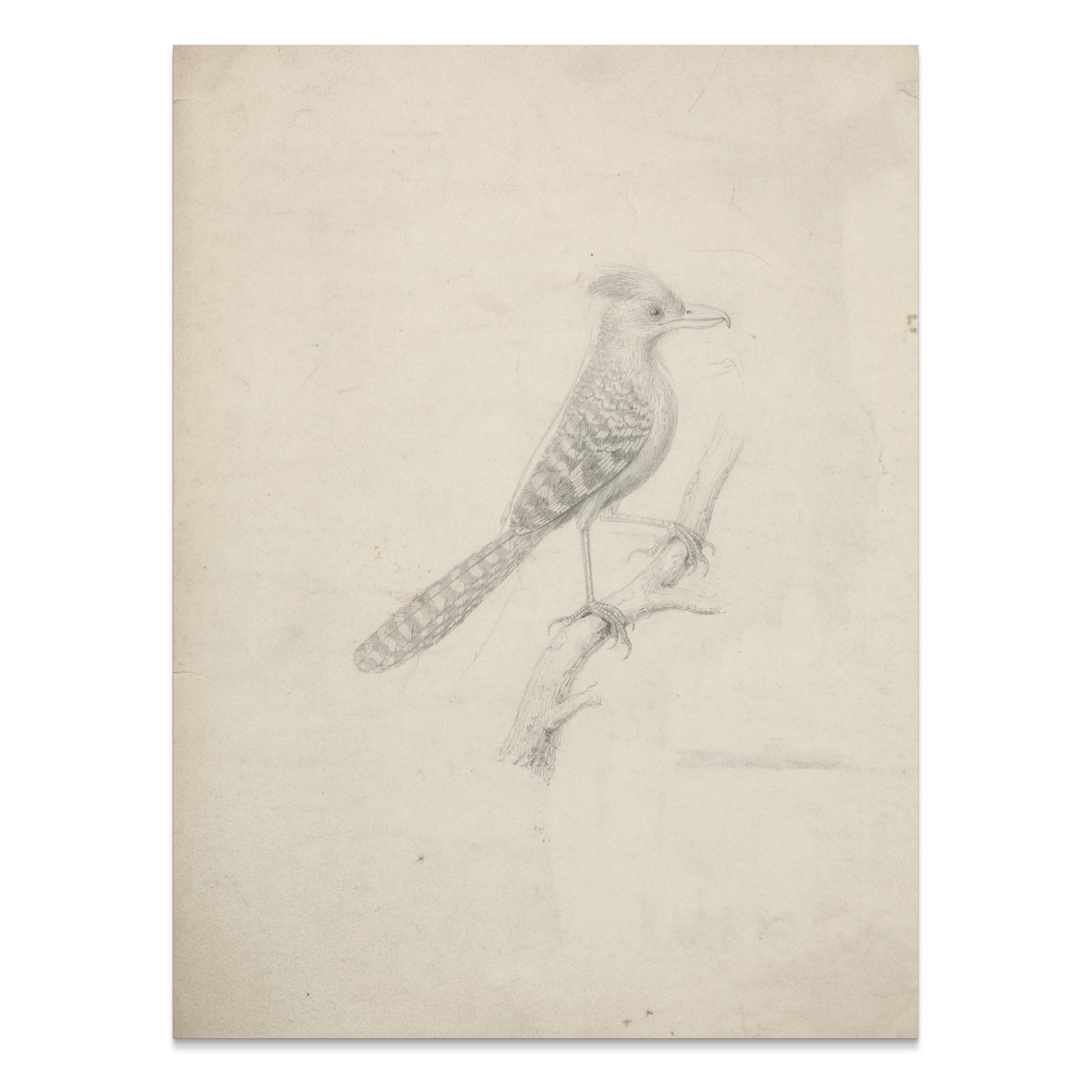 Premium Poster of Beautiful Artistic Sketch of Bird on Branch Posters