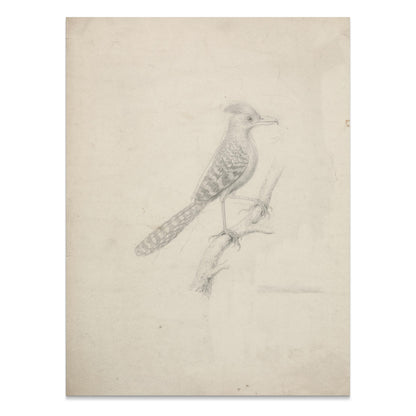 Premium Poster of Beautiful Artistic Sketch of Bird on Branch Posters
