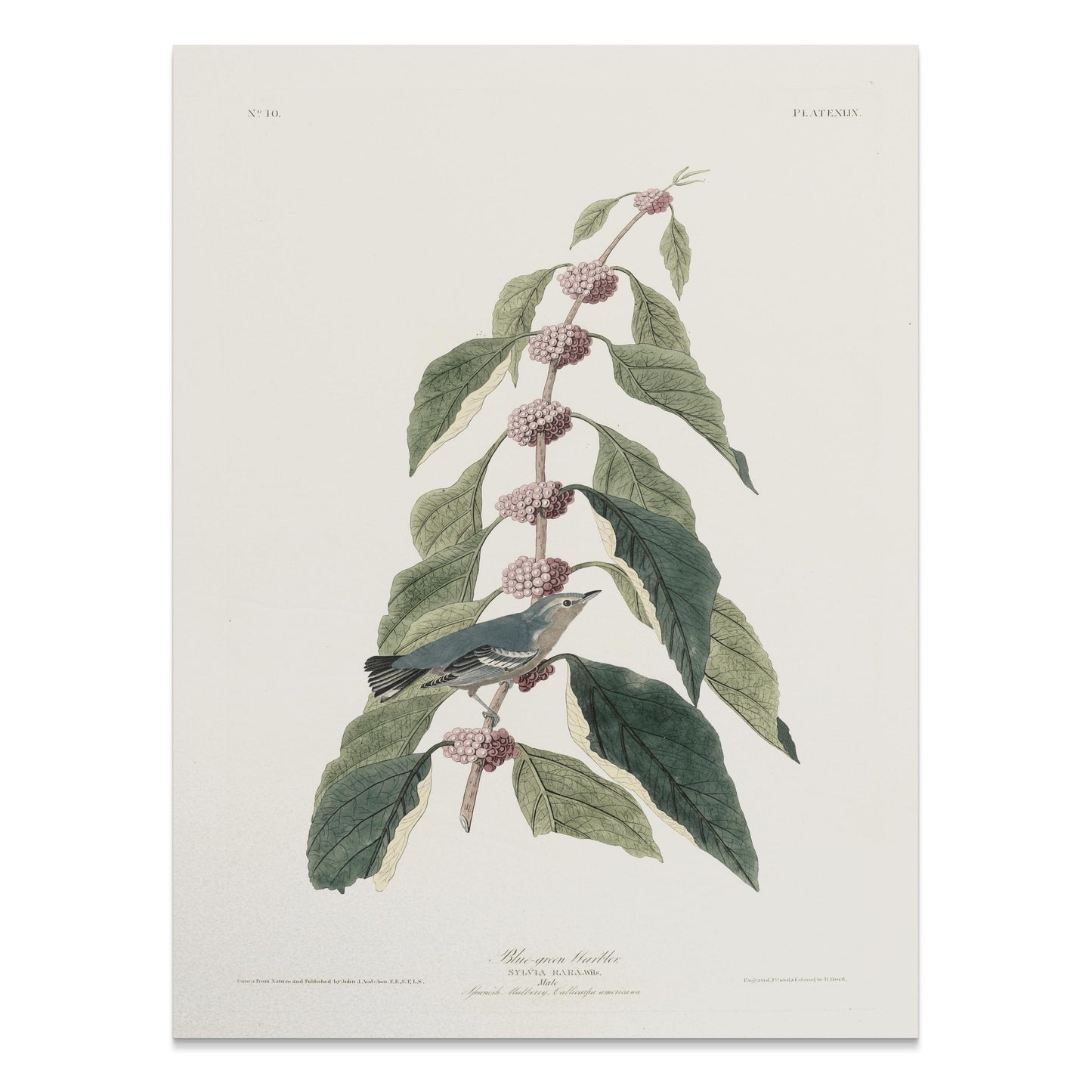 Premium Poster of Beautiful Bird Among Nature Leaves Art Print Posters