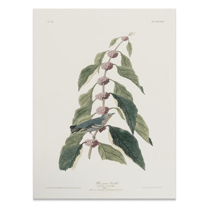 Premium Poster of Beautiful Bird Among Nature Leaves Art Print Posters