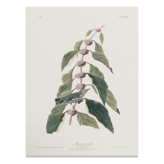 Premium Poster of Beautiful Bird Among Nature Leaves Art Print Posters
