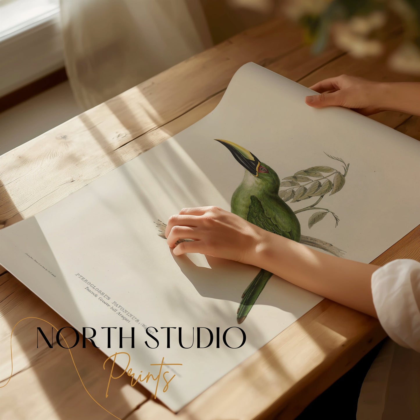 Premium Poster of Beautiful Bird Illustration Art Green Toucan Posters