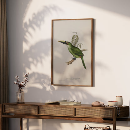 Premium Poster of Beautiful Bird Illustration Art Green Toucan Posters