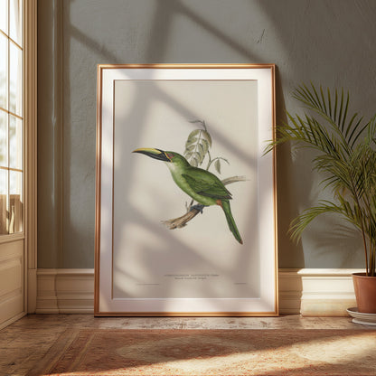 Premium Poster of Beautiful Bird Illustration Art Green Toucan Posters