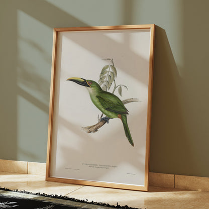 Premium Poster of Beautiful Bird Illustration Art Green Toucan Posters