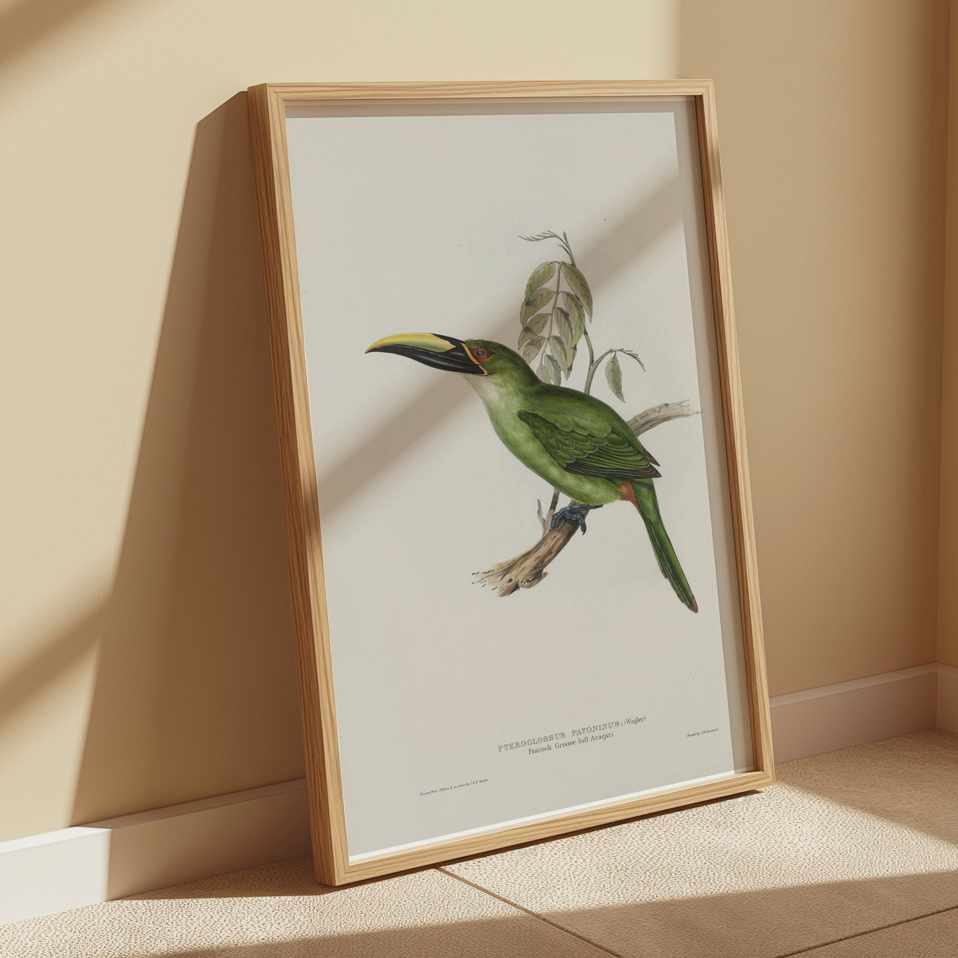 Premium Poster of Beautiful Bird Illustration Art Green Toucan Posters