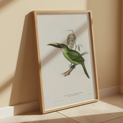 Premium Poster of Beautiful Bird Illustration Art Green Toucan Posters