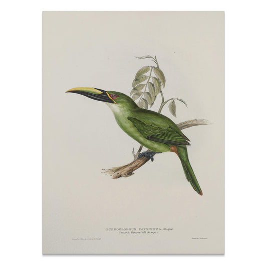 Premium Poster of Beautiful Bird Illustration Art Green Toucan Posters