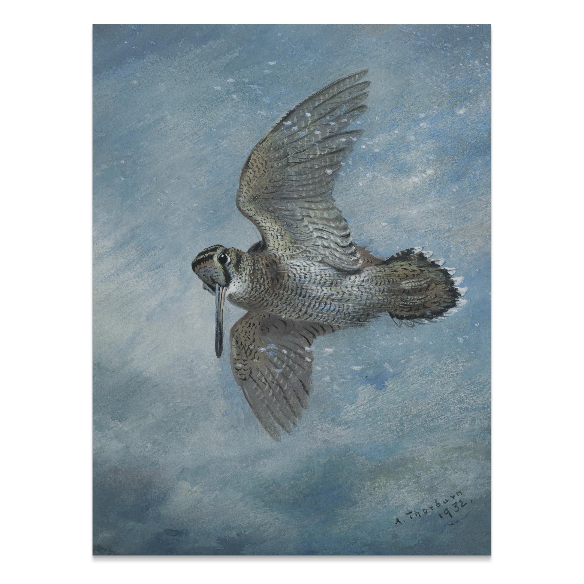 Premium Poster of Beautiful Bird in Flight Wildlife Art Print Posters