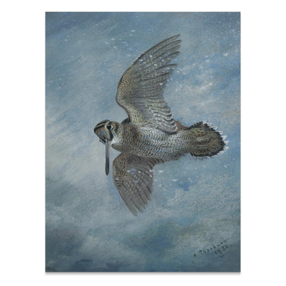 Premium Poster of Beautiful Bird in Flight Wildlife Art Print Posters