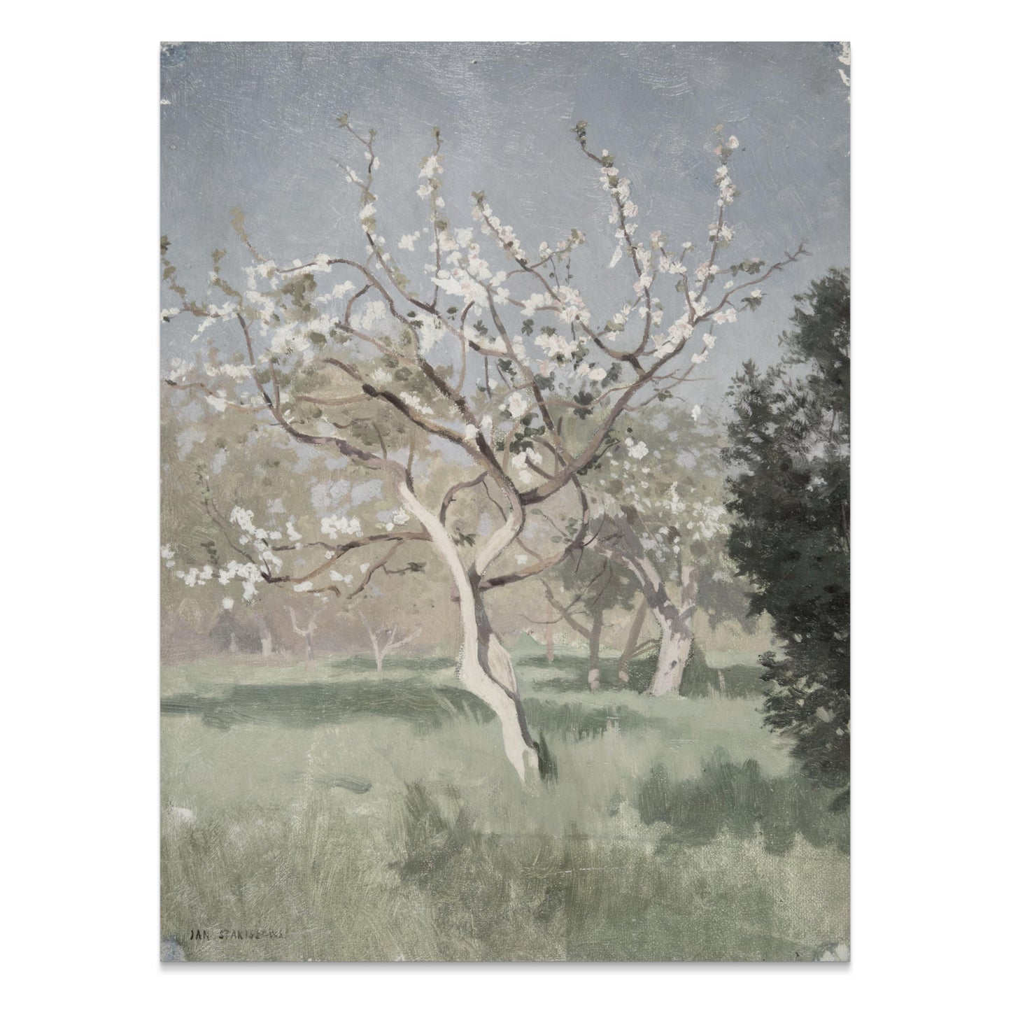 Premium Poster of Beautiful Blooming Tree in Meadow Art Posters