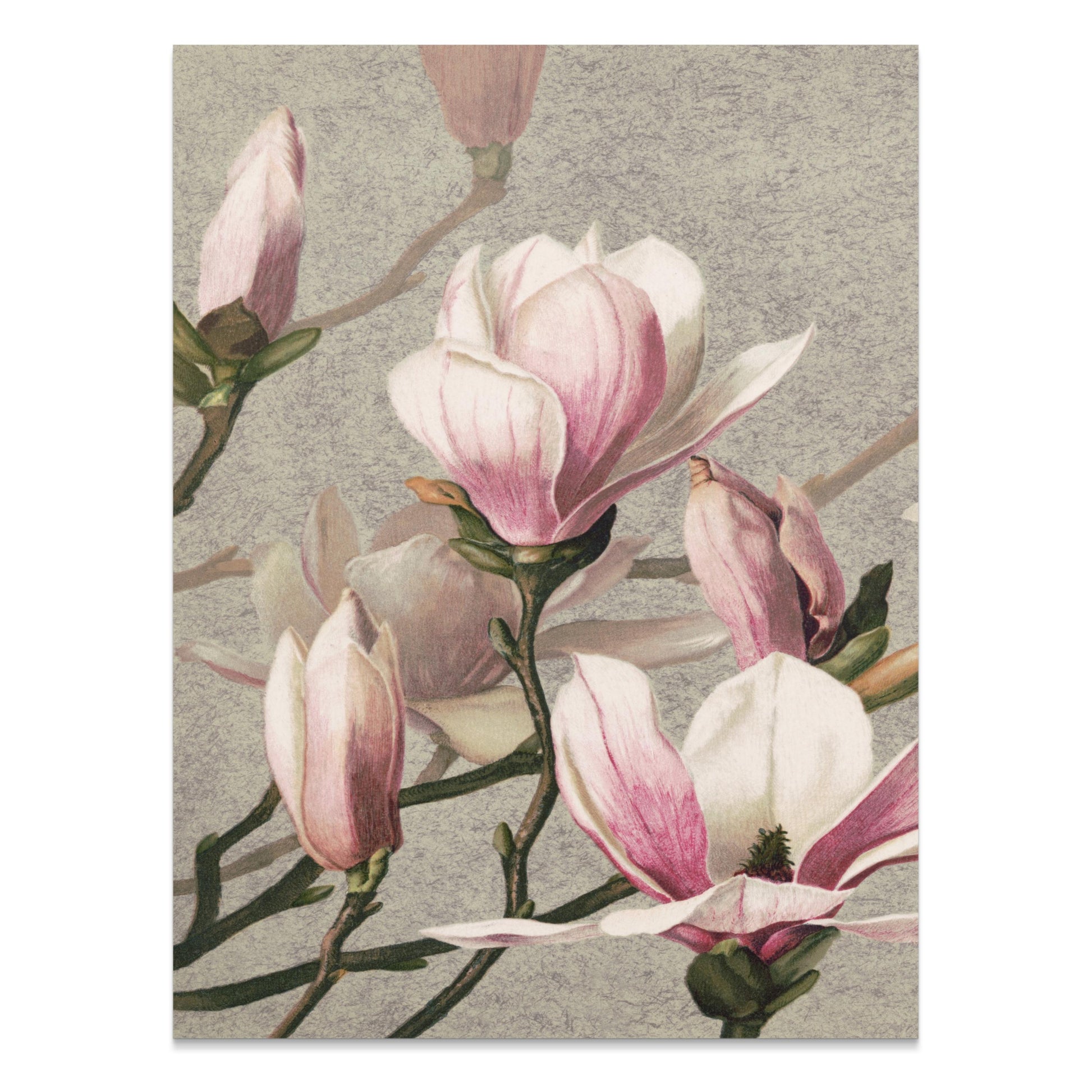 Premium Poster of Beautiful Blossoming Pink Magnolia Flower Posters