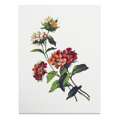 Premium Poster of Beautiful Botanical Floral Print Art for Home Decor Posters