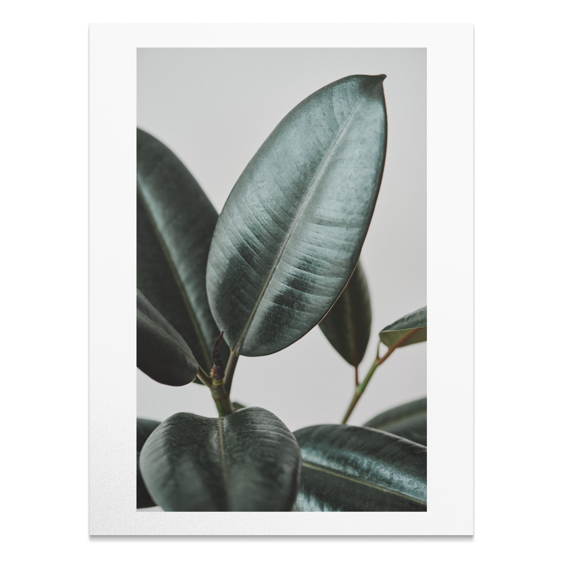 Premium Poster of Beautiful Botanical Foliage Art Print for Home Decor Posters