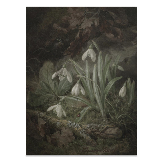 Premium Poster of Beautiful Botanical Illustration of Snowdrops Posters