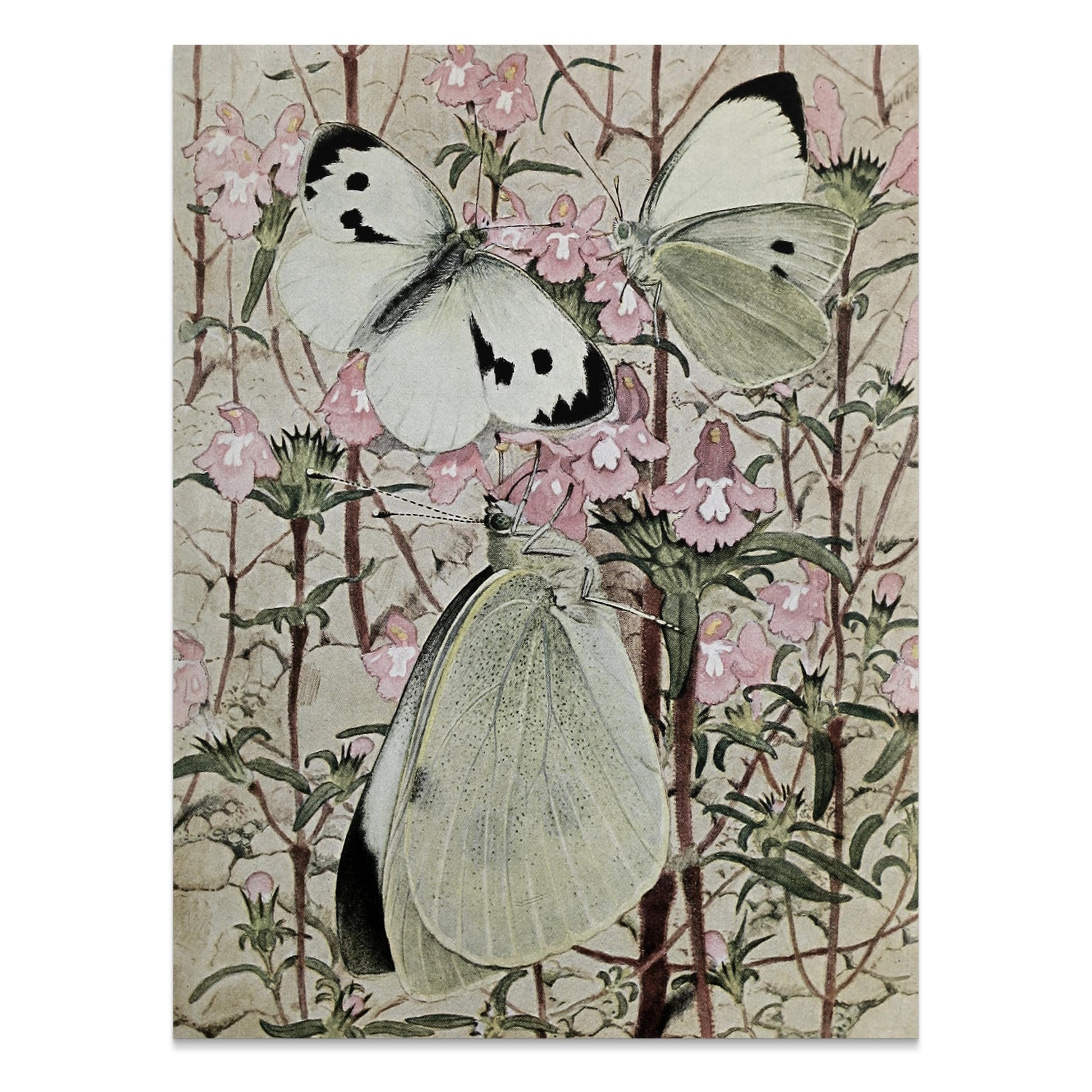 Premium Poster of Beautiful Butterflies on Flowers Illustration Posters