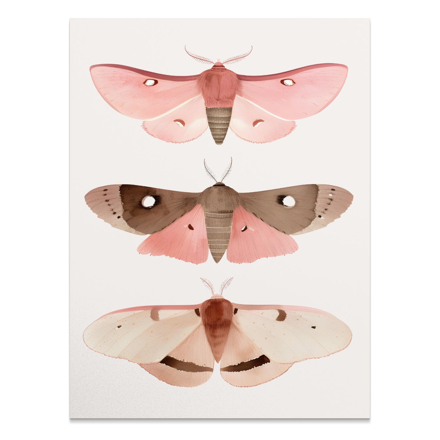 Premium Poster of Beautiful Colored Moth Illustrations Art Print Posters