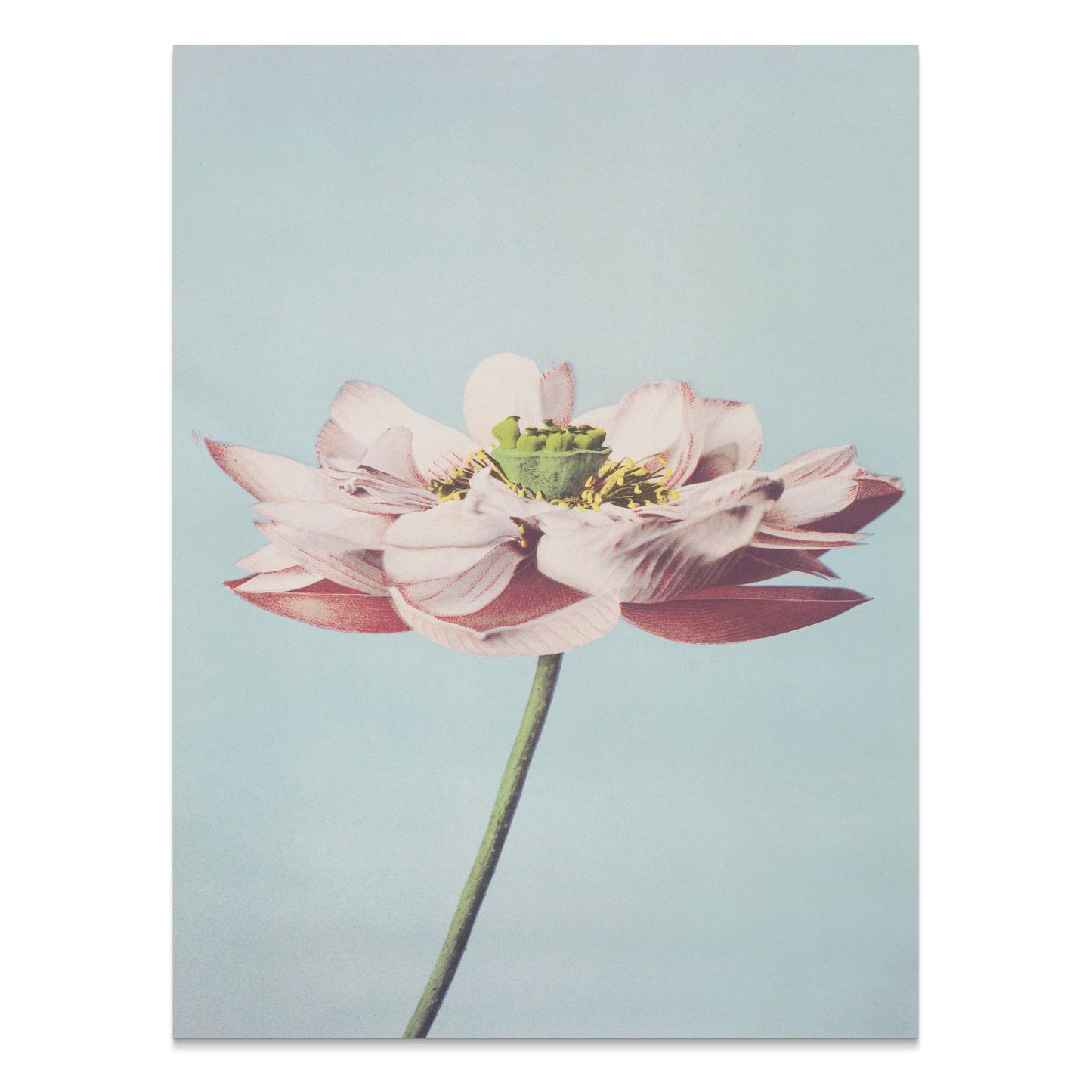 Premium Poster of Beautiful Detailed Flower With Pastel Background Posters