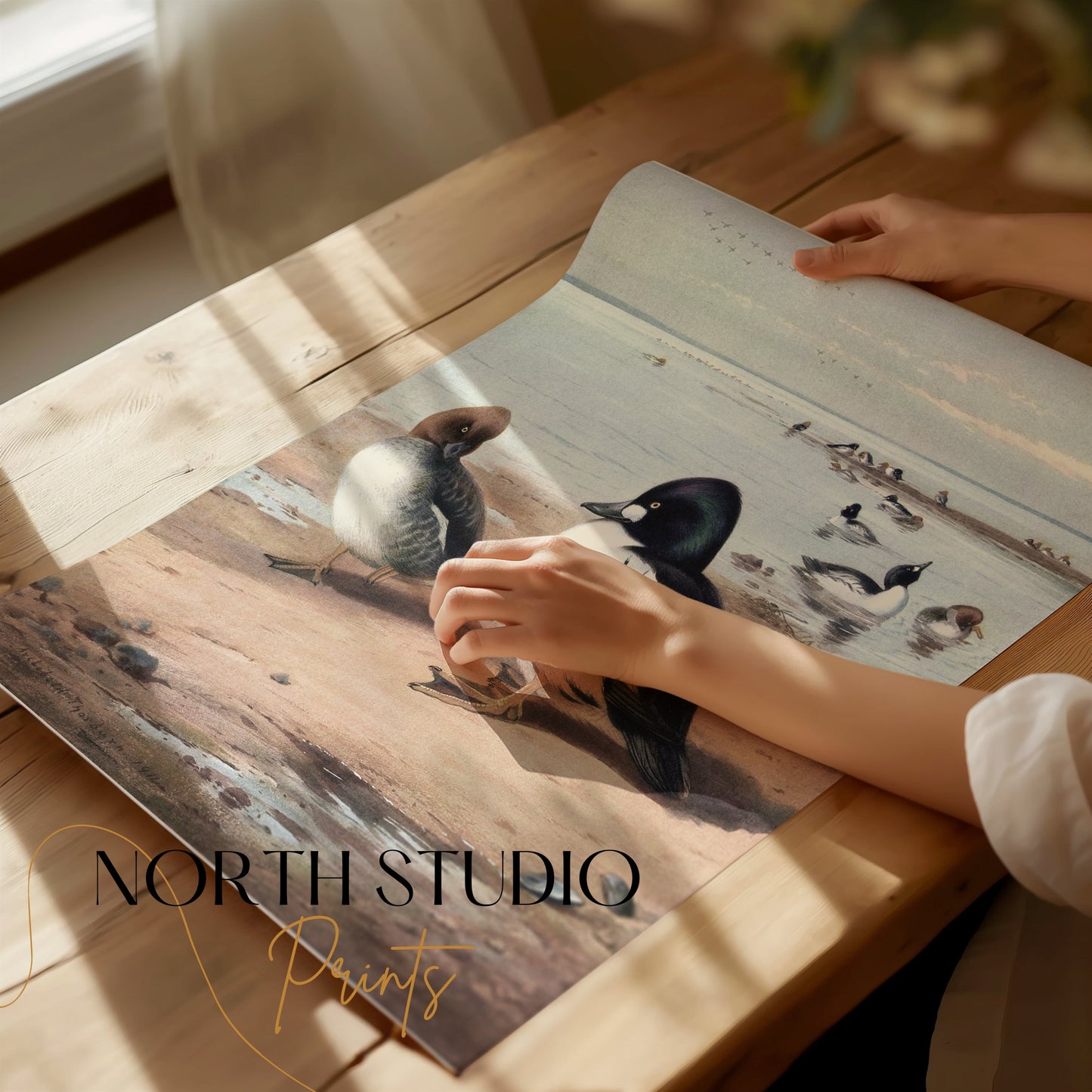 Premium Poster of Beautiful Ducks at Seaside Waterfowl Nature Art Posters