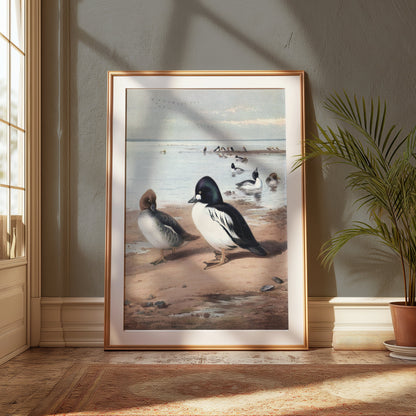 Premium Poster of Beautiful Ducks at Seaside Waterfowl Nature Art Posters