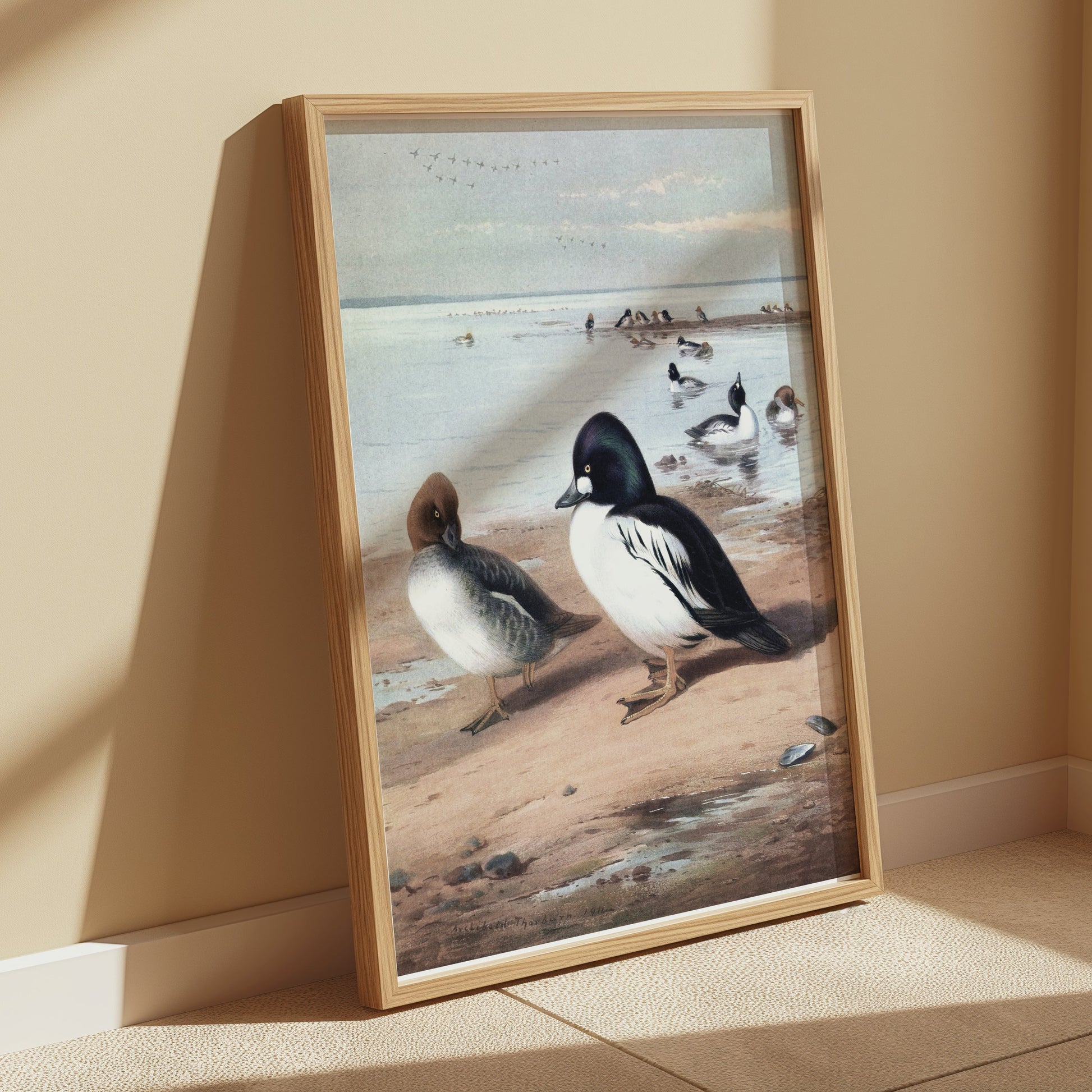 Premium Poster of Beautiful Ducks at Seaside Waterfowl Nature Art Posters
