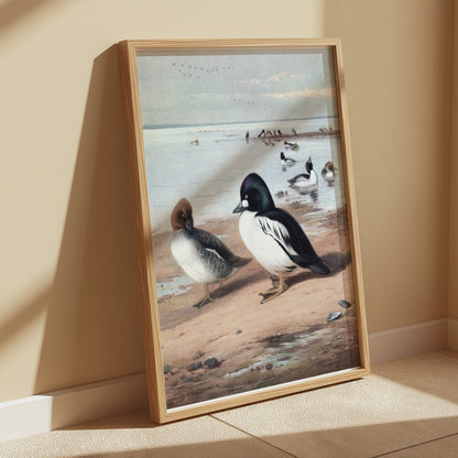 Premium Poster of Beautiful Ducks at Seaside Waterfowl Nature Art Posters