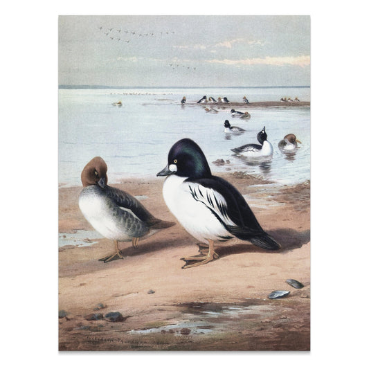 Premium Poster of Beautiful Ducks at Seaside Waterfowl Nature Art Posters