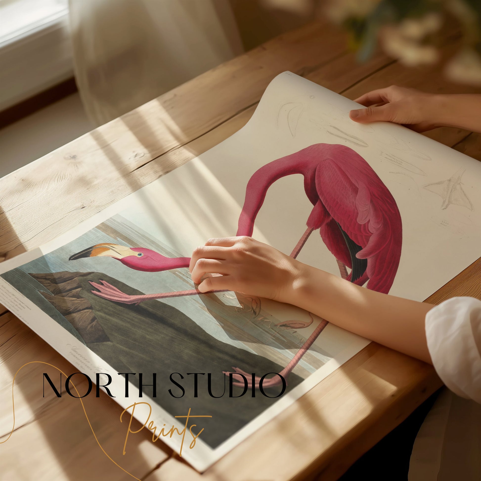Premium Poster of Beautiful Flamingo Illustration Vintage Style Posters