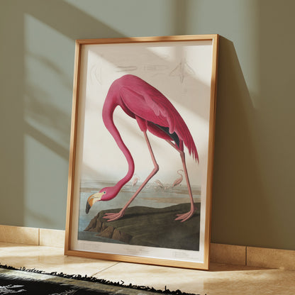Premium Poster of Beautiful Flamingo Illustration Vintage Style Posters