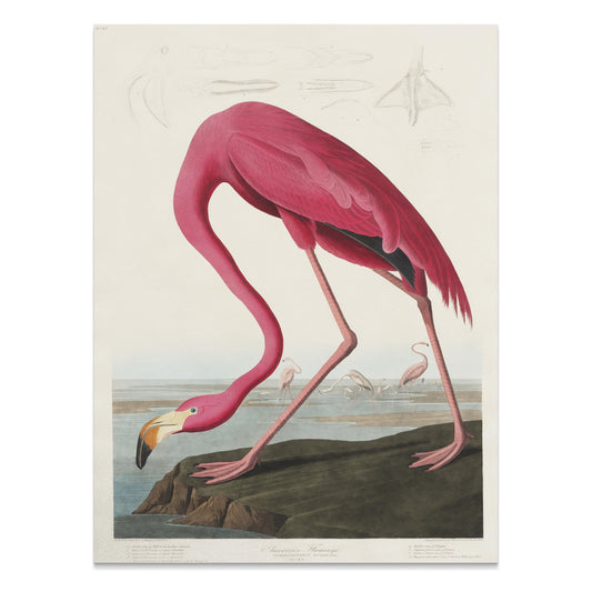 Premium Poster of Beautiful Flamingo Illustration Vintage Style Posters